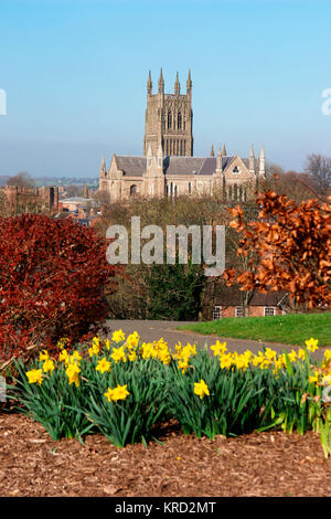 View of Worcester Cathedral, Worcestershire, near the River Severn, on a spring day with daffodils in the foreground.  Its full name is The Cathedral Church of Christ and the Blessed Mary the Virgin of Worcester.  Built between 1084 and 1504, it represents every style of English architecture from Norman to Perpendicular Gothic. Stock Photo