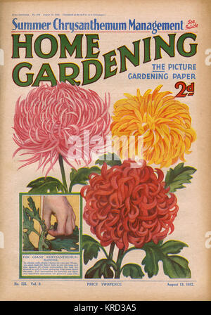 Front cover of Home Gardening magazine featuring an impressive display of chrysanthemum blooms, and a small diagram advising on the nipping out of buds to ensure one large flower per stem.       Date: 1932 Stock Photo