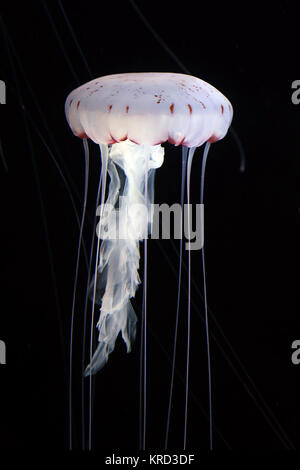 floating compass jellyfish chrysaora hysoscella Stock Photo