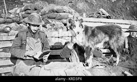 Messenger dog, Nell.  This dog worked with the British Army throughout the war, delivering messages between trenches and headquarters and moving swiftly across swathes of land often under heavy shell fire and saved scores of lives in the process.      Date: 1914-18 Stock Photo