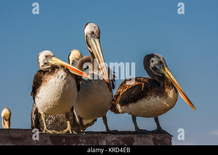 Flock of peruvian pelicans on a roof in Paracas, Peru Stock Photo