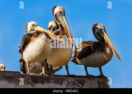 Flock of peruvian pelicans on a roof in Paracas, Peru Stock Photo
