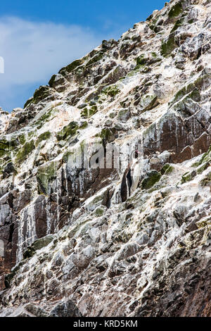 Lonely Humboldt penguin at the Islas Ballestas, Paracas Peninsula, Peru Stock Photo