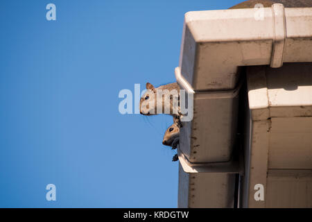 Two young squirrels on the roof: peeking over the gutter as they leave their nest in the attic of my house. Urban wildlife, Sheffield, UK Stock Photo