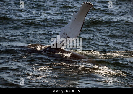 Humpback whale with fin breaching water, Stellwagen Bank National Marine Sanctuary, Cape Cod, Massachusetts, USA Stock Photo