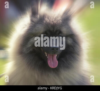 close up on wolfspitz portrait, blured background Stock Photo