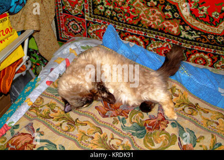 the Neva masquerade cat is sleeping on the couch, Russia Stock Photo
