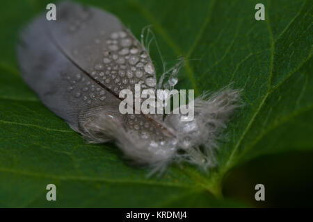 feather with raindrops on a leaf Stock Photo