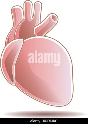 A beautiful, simple light red human heart icon illustration with subtle white highlights for a clean, elegant look. Stock Vector