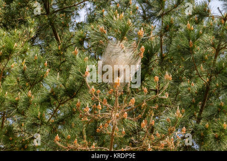 Pine processionary moth caterpillars in silken nests on pine tree to survive winter. Northern Spain, February 2017. Stock Photo