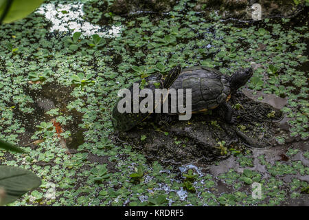 Sumpfschildkröten im Teich Stock Photo Alamy