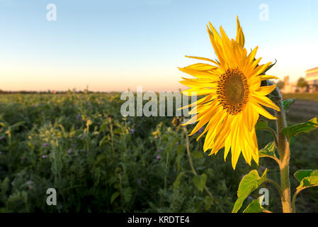 Golden yellow sunflower soaking up the rising morning sun with blue sky back ground. Stock Photo