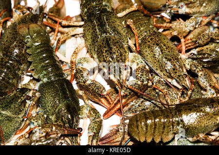 Alive crayfish closeup. Stock Photo