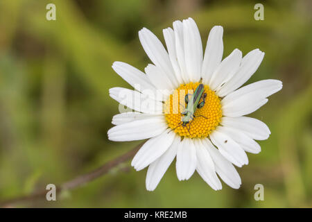 Oedemera nobilis, also known as the false oil beetle, thick-legged flower beetle or swollen-thighed beetle, on an oxeye daisy Stock Photo