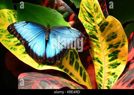 A pretty blue morpho butterfly lands on a croton plant in the gardens. Stock Photo