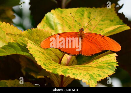 An Orange Julia butterfly lands on a plant in the gardens. Stock Photo