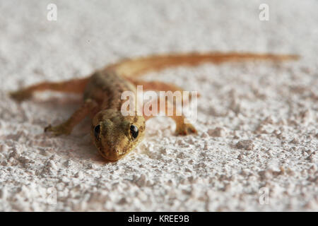 Image made by smartphone. Lizard on a sand Stock Photo - Alamy