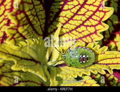 green rice bug nezara viridula five nymph on stinging nettle Stock Photo