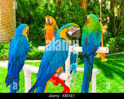 Colorful parrots macaws sitting on perch Stock Photo