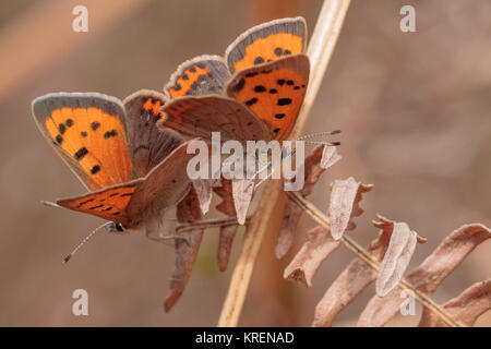 Small copper (Lycaena phlaeas) butterflies mating. Surrey, UK. Stock Photo