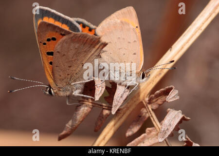Small copper (Lycaena phlaeas) butterflies mating. Surrey, UK. Stock Photo