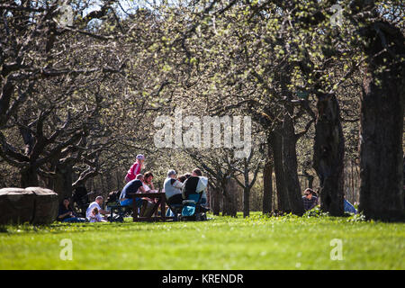 A family having a picnic under the apple trees, Rosendals Trädgård, Stockholm Stock Photo