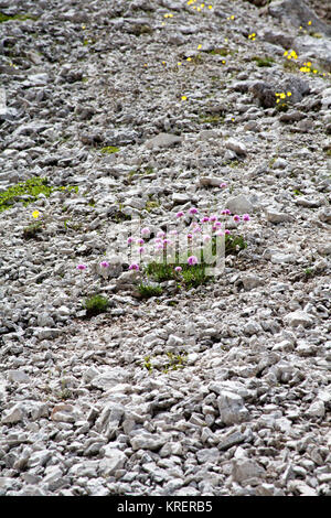 Alpine Thrift flowers growing on limestone scree toward the head of the Chedul Tal above Selva Val Gardena Dolomites Italy Stock Photo