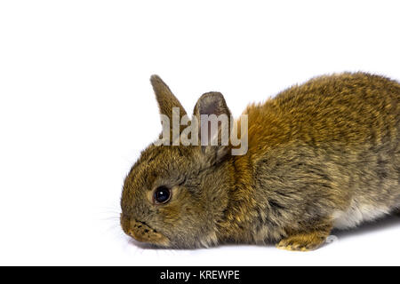 Small rabbit. Isolated on white background Stock Photo