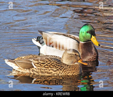 Breeding Pair of Mallard ducks  - Mallard male looking at female Stock Photo