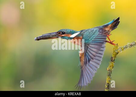 departing from ansitzast kingfisher with fish in its beak Stock Photo
