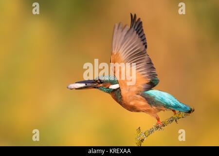 from the ansitzast departing kingfisher with fish in its beak Stock Photo