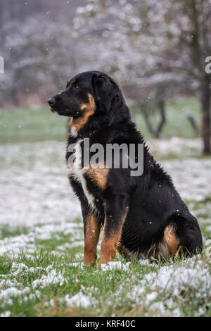 Black Bernese Mountain dog x Harzer Fuchs hybrid dog in the snow Stock Photo