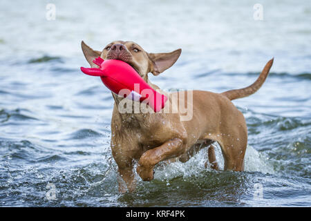 Working Pit Bulldog playing with a red toy in the water Stock Photo