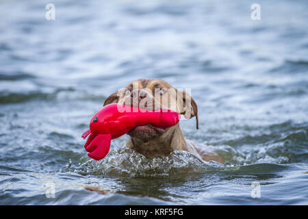 Working Pit Bulldog playing with a red toy in the water Stock Photo
