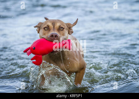 Working Pit Bulldog playing with a red toy in the water Stock Photo