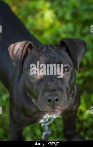 Black American Pit Bull Terrier puppy Stock Photo