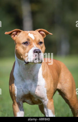 female american staffordshire terrier dog on a snow,image of a Stock