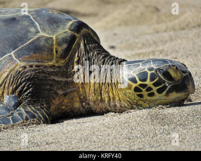 Wild green sea turtle (Chelonia mydas) resting on a beach on Big Island, Hawaii Stock Photo