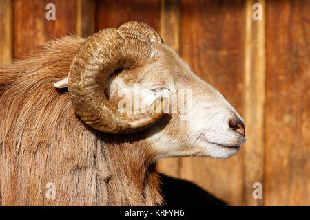 cameroon sheep close Stock Photo