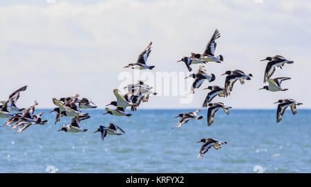 Flock of Oystercatchers (Haematopus ostralegus) flying over the sea in West Sussex, England, UK. Stock Photo