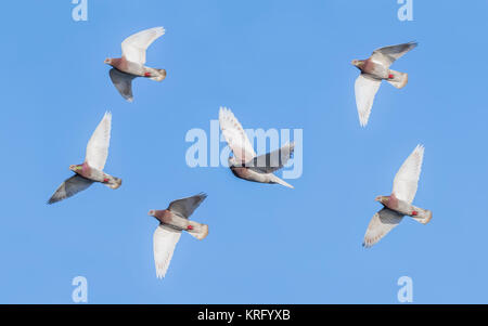 Flock of Feral Pigeons (Columba livia domestica) flying against blue sky in Winter in West Sussex,England, UK. Stock Photo