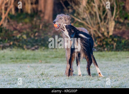 Pair of different breed dogs play fighting with a ball on a cold frosty Winter's morning. Stock Photo
