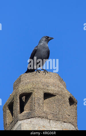 Western Jackdaw / European Jackdaw (Corvus monedula / Coloeus monedula) nesting in chimney on roof of house Stock Photo