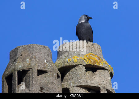 Western Jackdaw / European Jackdaw (Corvus monedula / Coloeus monedula) nesting in chimney on roof of house Stock Photo