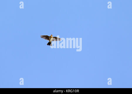 Singing Eurasian skylark / common skylark (Alauda arvensis) in flight against blue sky Stock Photo