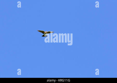 Singing Eurasian skylark / common skylark (Alauda arvensis) in flight against blue sky Stock Photo