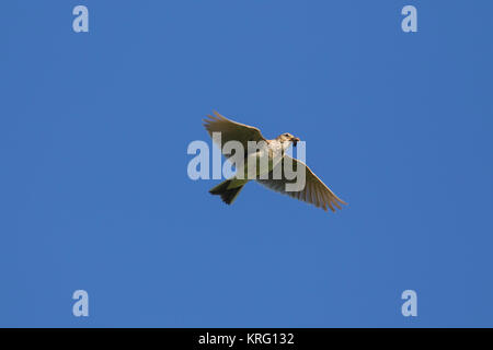 Eurasian skylark / common skylark (Alauda arvensis) flying with caught grub in beak against blue sky Stock Photo