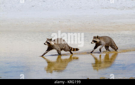 Two Young North American Raccoon Running Trough Water Stock Photo