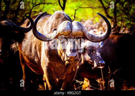 Closeup Portrait of a large Water Buffalo in Kruger National Park in South Africa Stock Photo