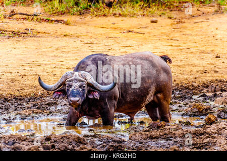 Swamp Water Buffalo standing in a pool of mud in Kruger National Park in South Africa Stock Photo